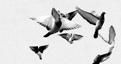 Lecture Musicale « Le Soulèvement des pigeons » de Jesse Miller.