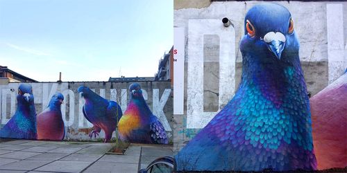 BosKop Pigeon Block Party